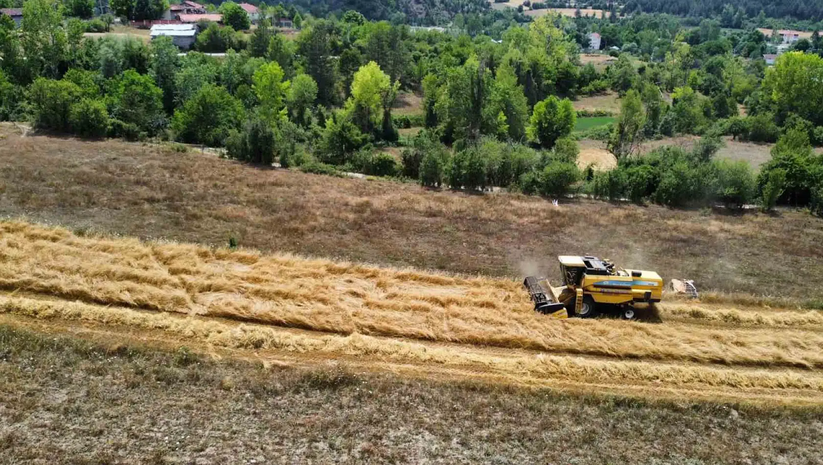 Buğdayın atası 'siyez'de hasat dönemi başladı