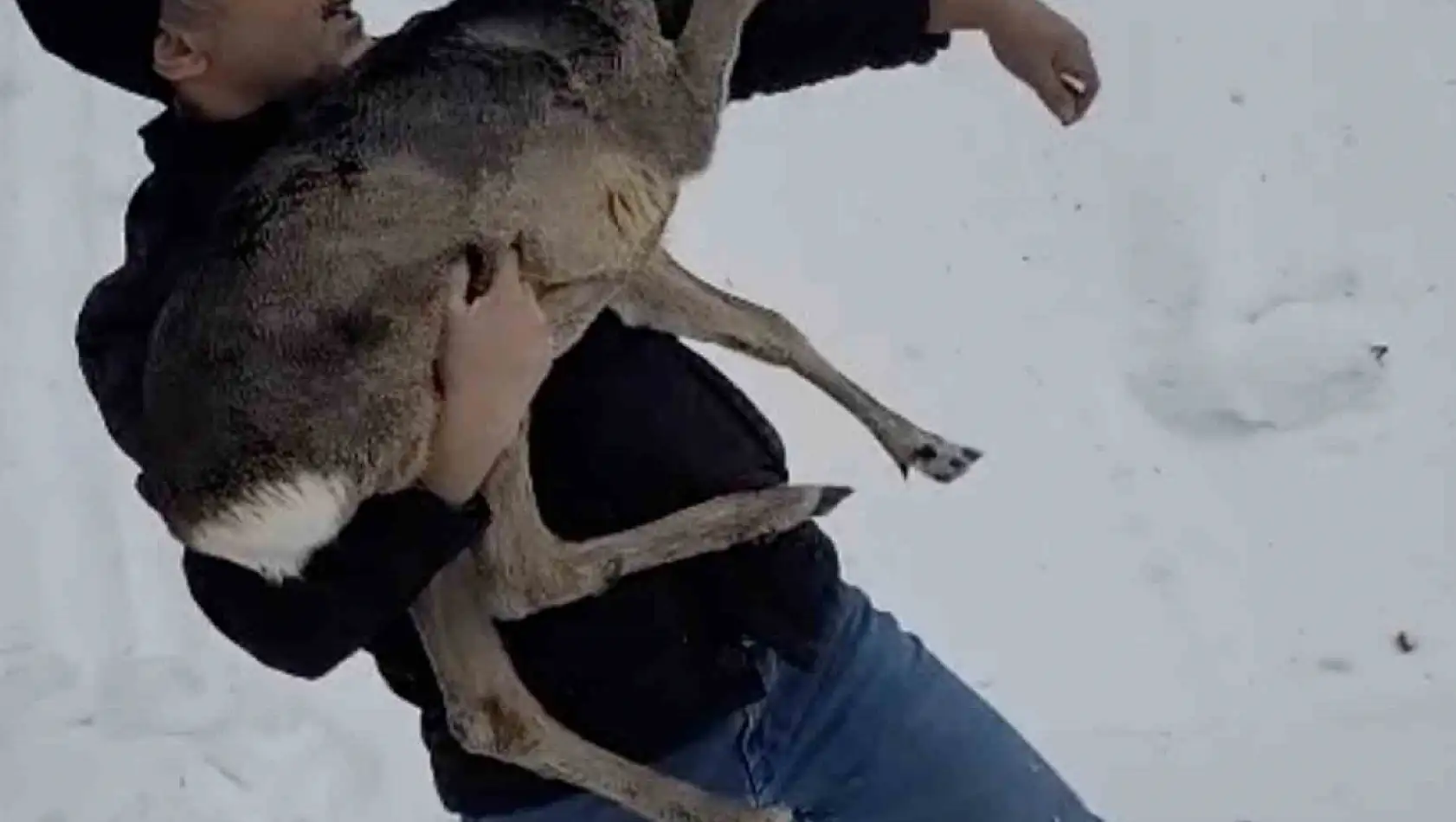 Düzce'de yaralı halde bulunan yavru karaca koruma altına alındı