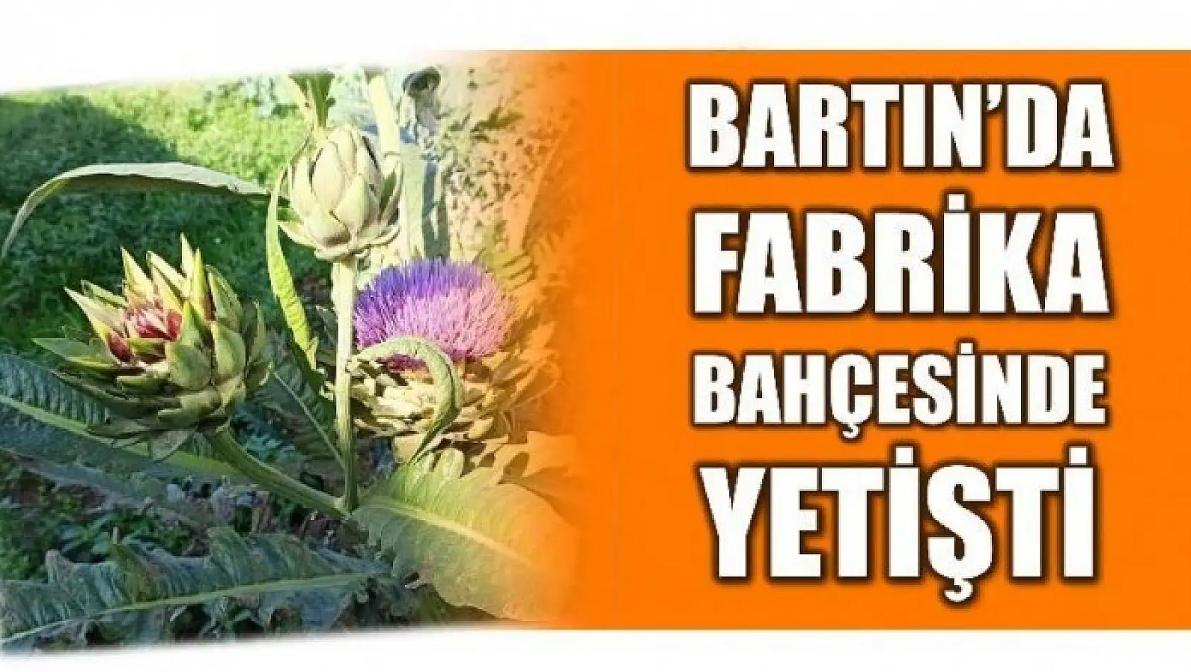 FABRİKA BAHÇESİNDE YETİŞTİ BARTIN'A UMUT OLDU