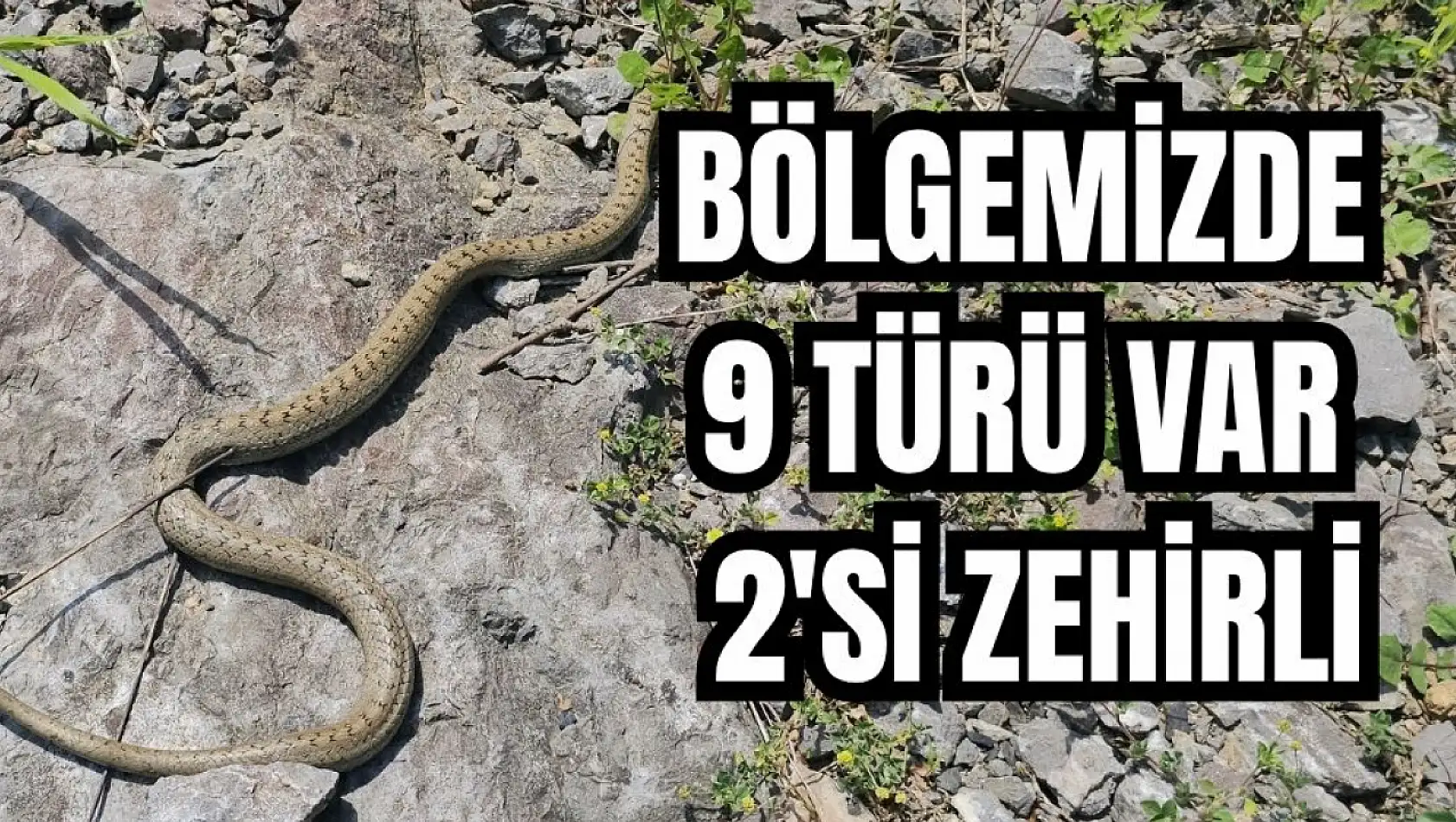 Görülmeye başlandılar