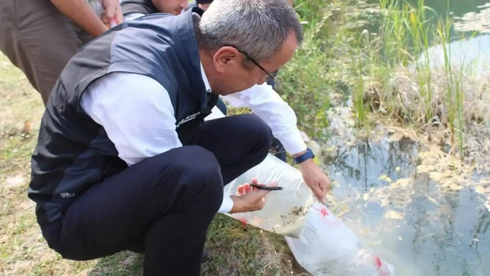 Karabük'te göl ve göletlere 30 bin yavru sazan balığı bırakıldı