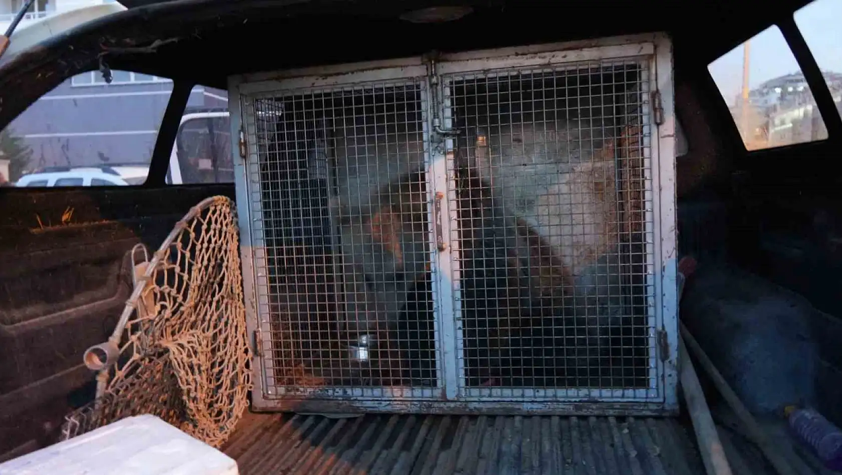 Kastamonu'da ilçenin maskotu haline gelen yavru ayılar, koruma altına alındı
