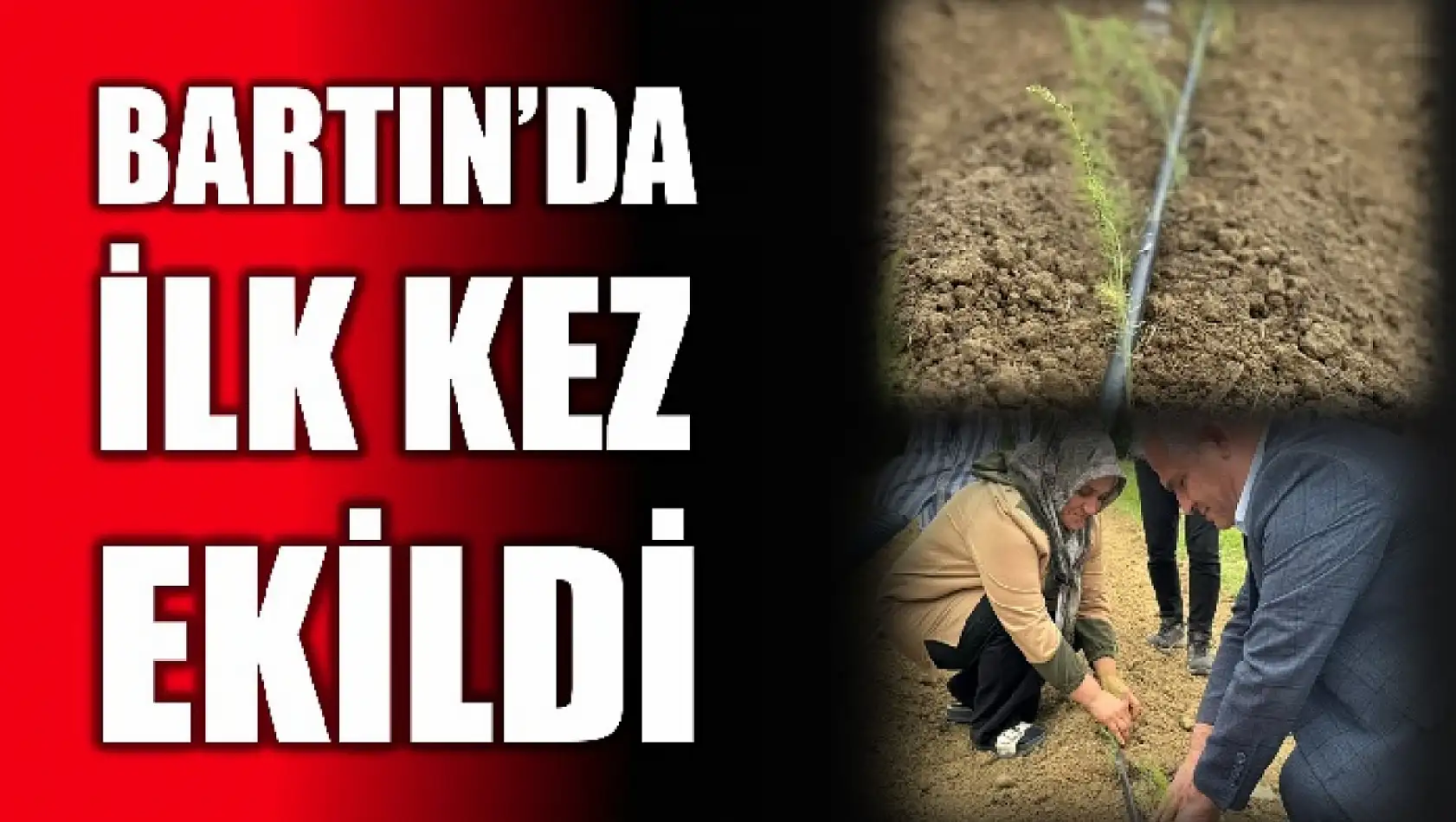 Kuşkonmazlar toprakla buluştu