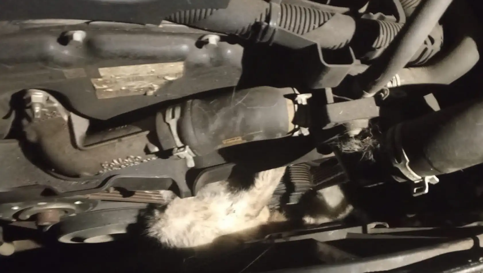 Minibüsün motoruna sıkışan kedi kurtarıldı