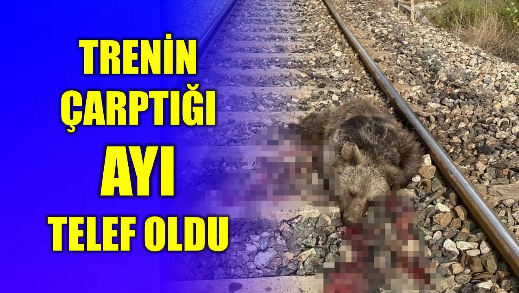 Trenin çarptığı ayı telef oldu