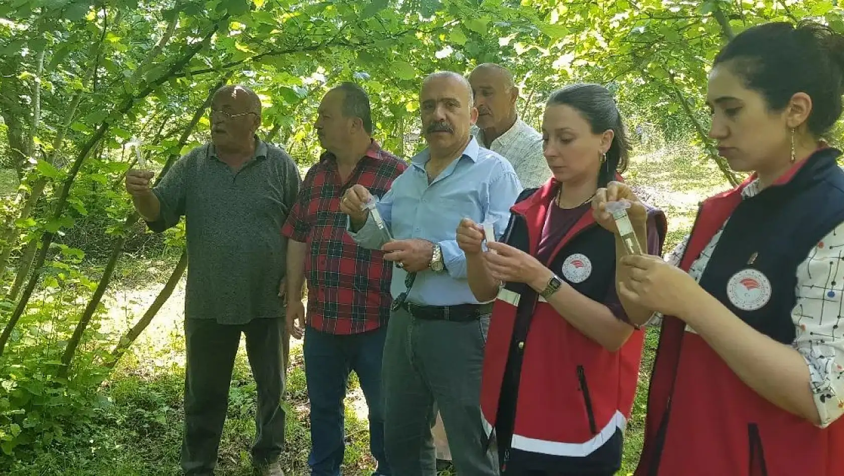 Türkeli'de samuray arısı doğaya salındı