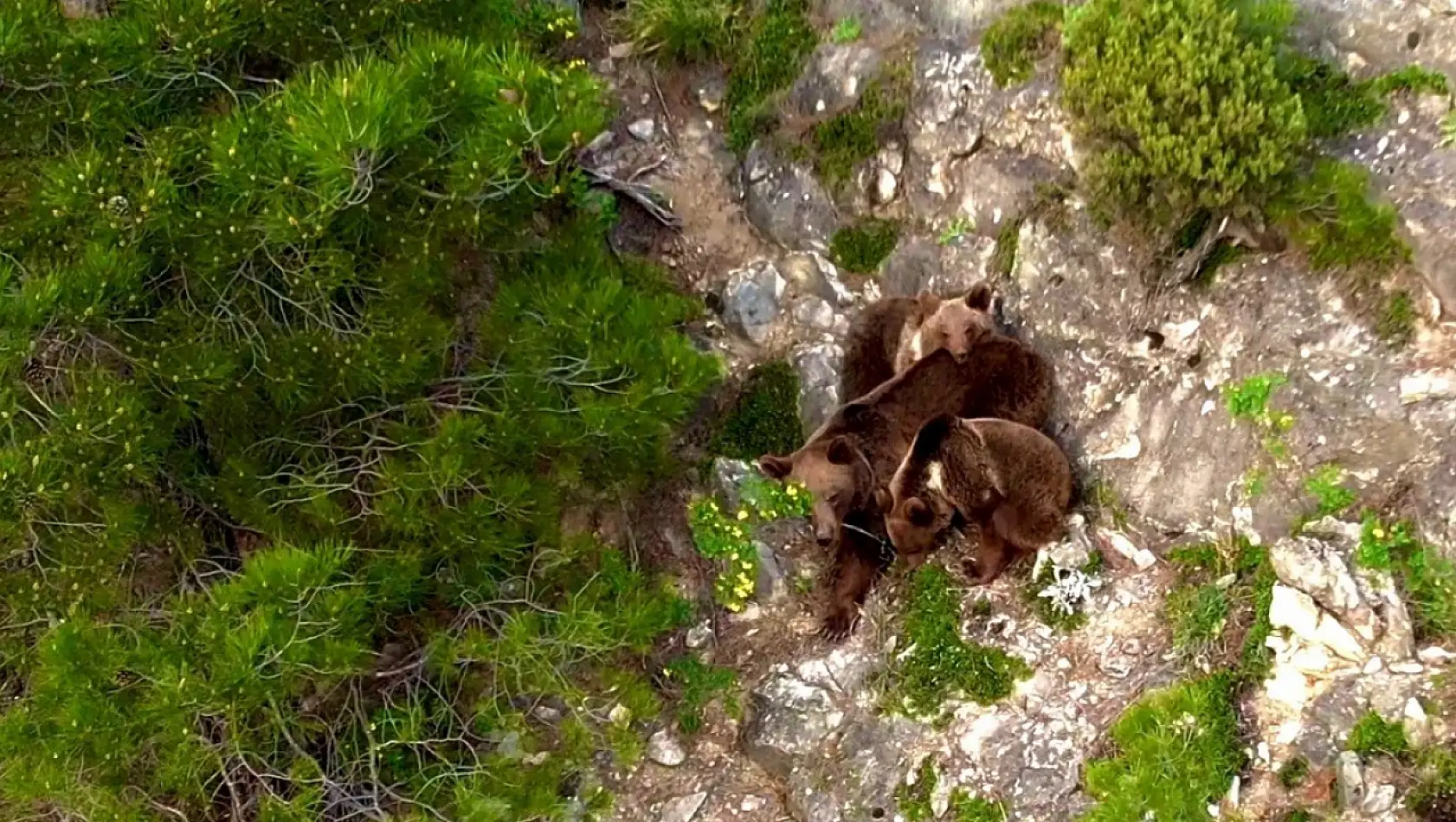 Yaban hayvanları dronla görüntülendi