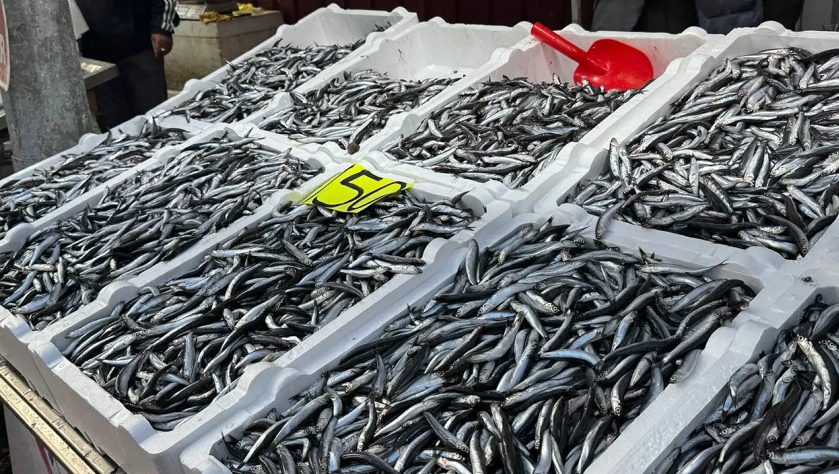 Zonguldak'ta hamsi 150 liradan alıcı buldu