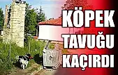 Başıboş köpek tavuğu alıp hızla uzaklaştı