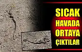 Sıcaklıklarla birlikte yılan sayısında artış