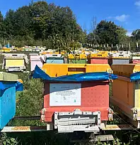 40 kovanla başlayan yolculuk profesyonel arıcılığa dönüştü