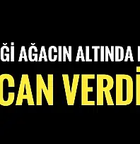 Ağacın altında kaldı