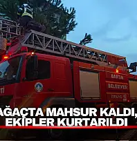 Ağaçta Mahsur Kaldı, Ekipler Kurtardı
