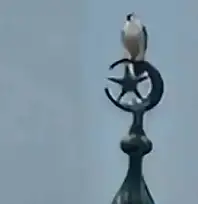 Bartın'da gökdoğan heyecanı