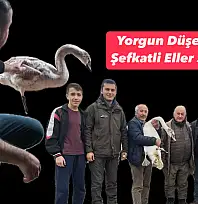 Bartın'da kuğu sürprizi