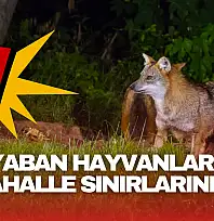 Bartın'da Yaban Hayvanları Mahalle Sınırında