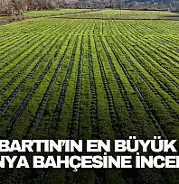 Bartın'ın En Büyük Aronya Bahçesine İnceleme