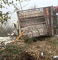 Bolu'da virajı alamayan kamyon devrildi: Onlarca tavuk telef oldu