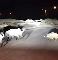 Domuzlara yol tarifi gülümsetti