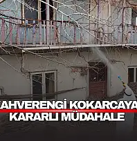 Kahverengi Kokarcaya Kararlı Müdahale