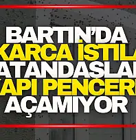 Kokarca İstilası! Vatandaşlar Kapı Pencere Açamıyor