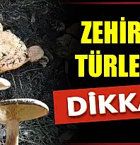 Mantar hayatınızı karartmasın