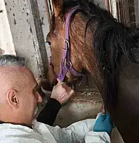 Milyonluk safkan İngiliz atına sağlık taraması