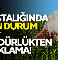 Şap Hastalığında Son Durum Ne?