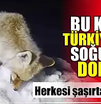 Tilki ayakta dondu
