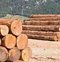 ULUS ORMAN İŞLETME MÜDÜRLÜĞÜ ORMAN EMVALİ İSTİFLEME HİZMETİ ALACAK