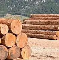 ULUS ORMAN İŞLETME MÜDÜRLÜĞÜ YENİ KUMLUCA ORMAN EMVALİ DEPOSUNDA ORMAN EMVALİ İSTİF HİZMET ALIMI YAPACAK