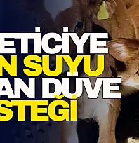 Üreticiye Can Suyu Olan Düve Desteği