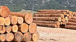 ULUS ORMAN İŞLETME MÜDÜRLÜĞÜ ORMAN EMVALİ İSTİFLEME HİZMETİ ALACAK