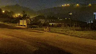 Çakallar Bartın şehir merkezini mesken tuttu