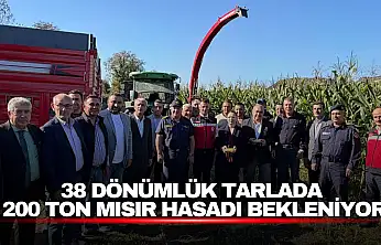 38 Dönümlük Tarlada 200 Ton Mısır Hasadı Bekleniyor
