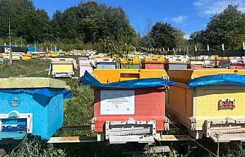 40 kovanla başlayan yolculuk profesyonel arıcılığa dönüştü