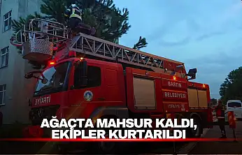 Ağaçta Mahsur Kaldı, Ekipler Kurtardı