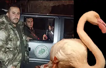 Bartın'da flamingo sürprizi