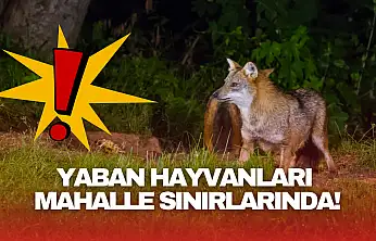 Bartın'da Yaban Hayvanları Mahalle Sınırında