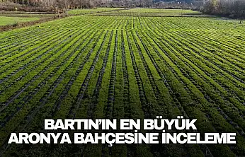 Bartın'ın En Büyük Aronya Bahçesine İnceleme