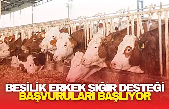 Besilik Erkek Sığır Desteği Başvuruları Başlıyor