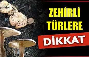 Mantar hayatınızı karartmasın