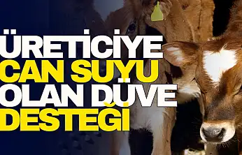 Üreticiye Can Suyu Olan Düve Desteği