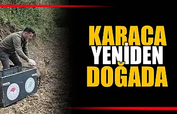 Yaralı karaca tedavi edildi