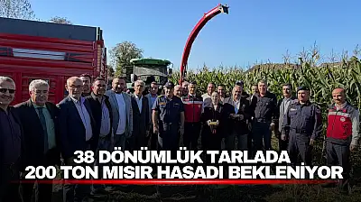38 Dönümlük Tarlada 200 Ton Mısır Hasadı Bekleniyor