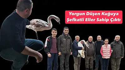 Bartın'da kuğu sürprizi