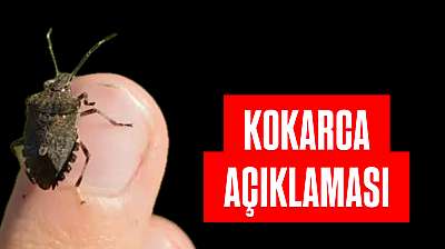 Bartın'ı kokarcalar sardı Müdürlük açıklama yaptı