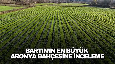 Bartın'ın En Büyük Aronya Bahçesine İnceleme