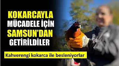 Kahverengi kokarcayla mücadele için üretildiler