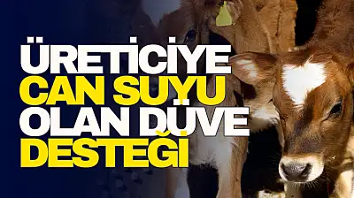 Üreticiye Can Suyu Olan Düve Desteği